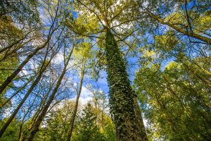 Technique de connexion avec les arbres