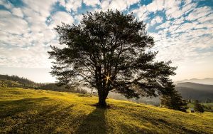 Technique de connexion avec les arbres